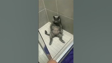 Lazy cat //YouTube short video #shorts