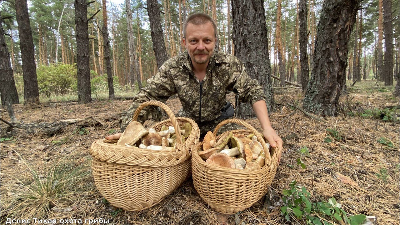 Боровики полянами в сосновом бору возле Дона