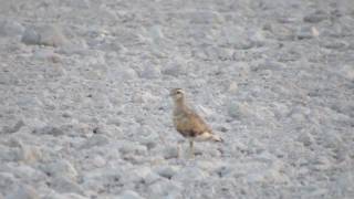 chorlito carambolo 5/9/2016