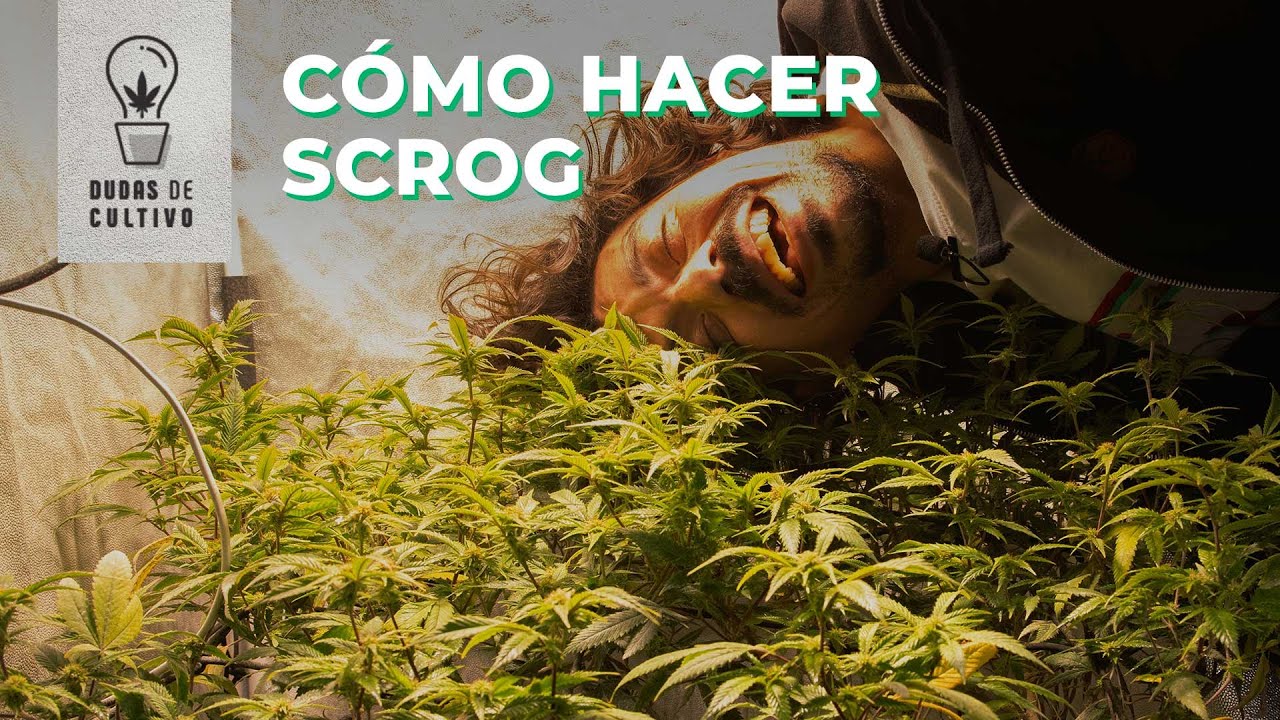 CÓMO CULTIVAR CANNABIS EN SCROG // CÓMO ARMAR UN SCROG
