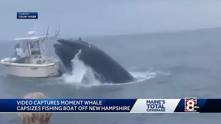 Maine boys help rescue people from water after whale hits boat