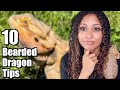 What I Wish I Knew Before Getting A Bearded Dragon