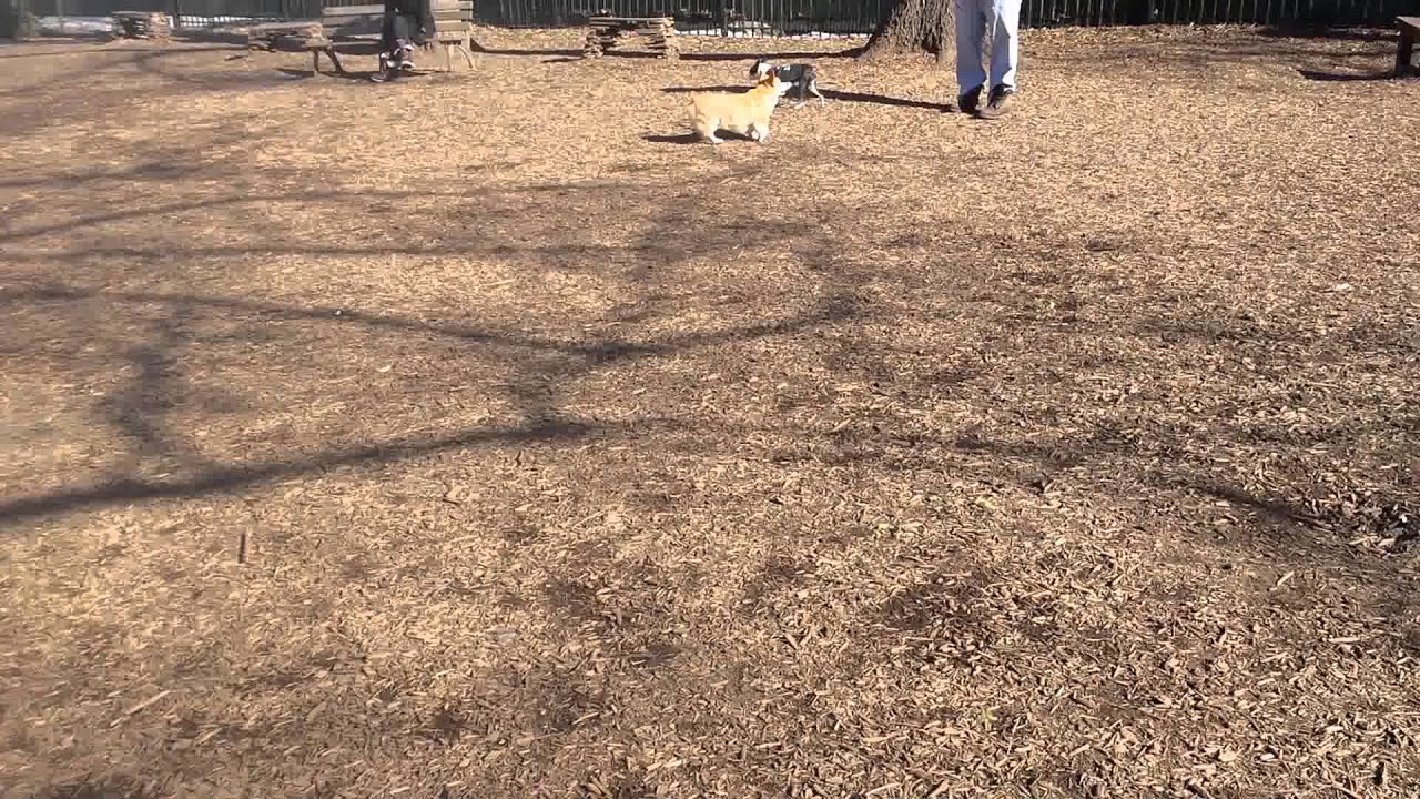 Bandit Brooklyn dog run 4