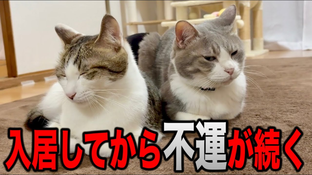 ニャンコのために広い家に引っ越したけどトラブル続きで滅入る