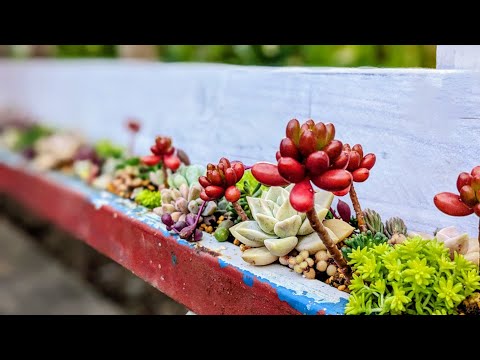 169㎝！超ロングな寄せ植え 多肉バイキングで仕立て直し - YouTube