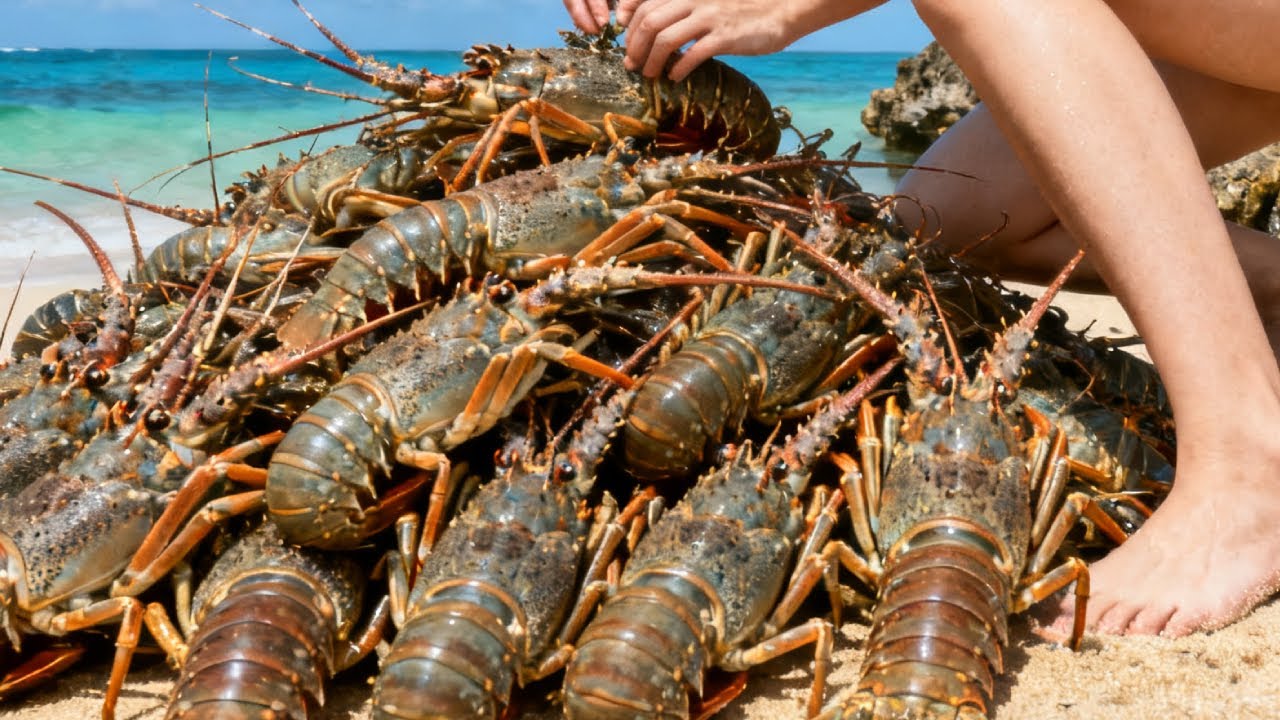排水口出现巨型猛鱼，竟和小章差不多高，不料下一秒竟还有八爪鱼、龙虾【赶海小章官方频道】