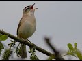 Sedge Warbler Calls Sedge Warbler Calls