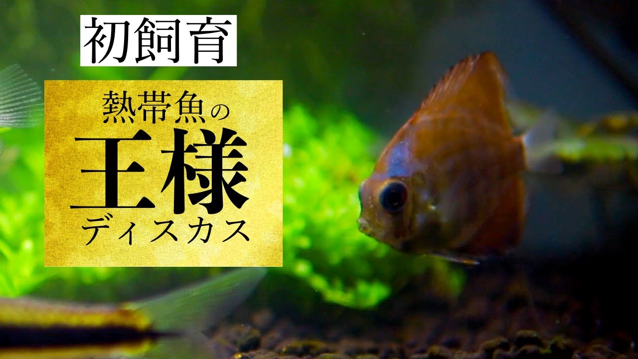 熱帯魚の王様 ディスカスdiscus 初飼育に挑戦 アクアリウム 熱帯魚 Youtube