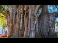 Widest Tree Trunk on Earth | Tree of Tula, Árbol del Tule | Mexico Oaxaca, México Travel Nature