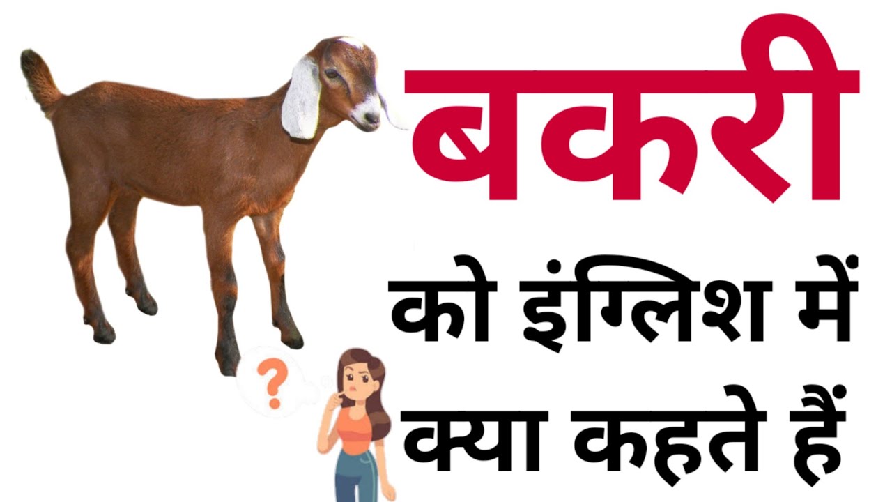  Bakri Ko English Mein Kya Kahate 