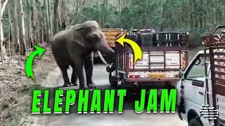 Majestic Elephant Causes Traffic to Reverse to Clear Its Path by ViralSnare Rights Management 2,738 views 4 days ago 1 minute, 13 seconds