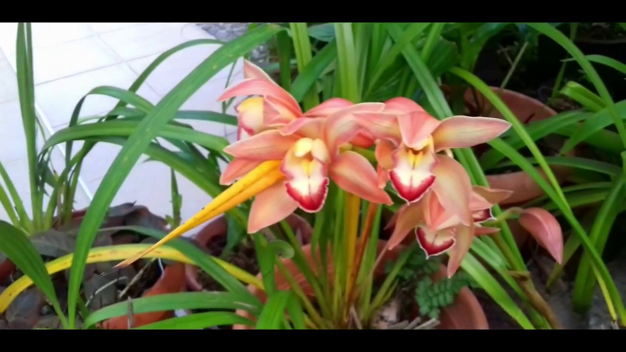 Mon Jardin | Octobre 2017 ( Île de La Réunion , Saint-Joseph ) 974