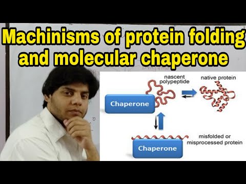 Machinisms of protein