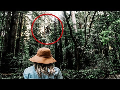 Vídeo: Criaturas Trepando De Los árboles - Vista Alternativa