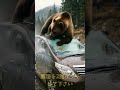 残クレアルファードに怒り心頭のクマ #shorts