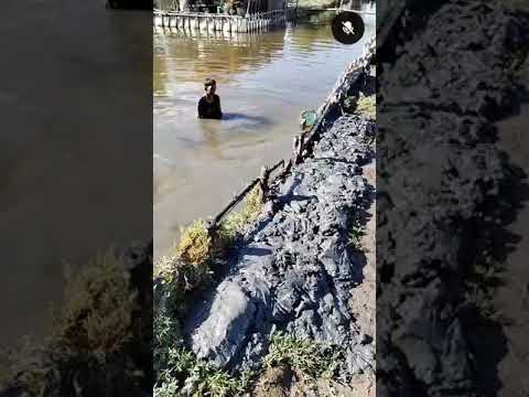 Pag tatambak ng putik sa pilapil #viralvideo #video #youtubevideos #ytshorts