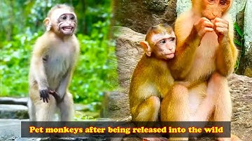 Pet monkeys react after owner releases them back into the wild