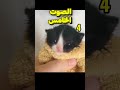 صوت الحقيقي للقط