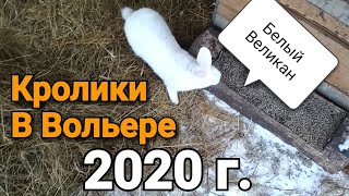 Кролики. Заселение 2020. Как живут кролики в вольере?