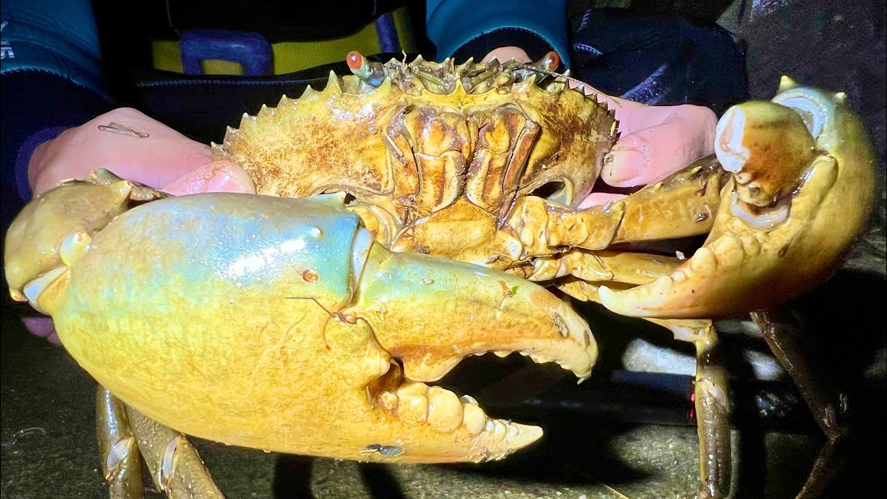 Catch and eat the huge luxury crabs that exploded on the nearby