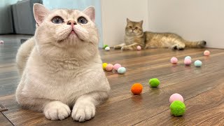 Cats catch soft balls 🥎🐈