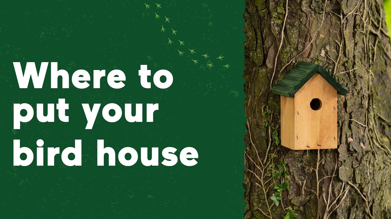 Where to put your bird house YouTube