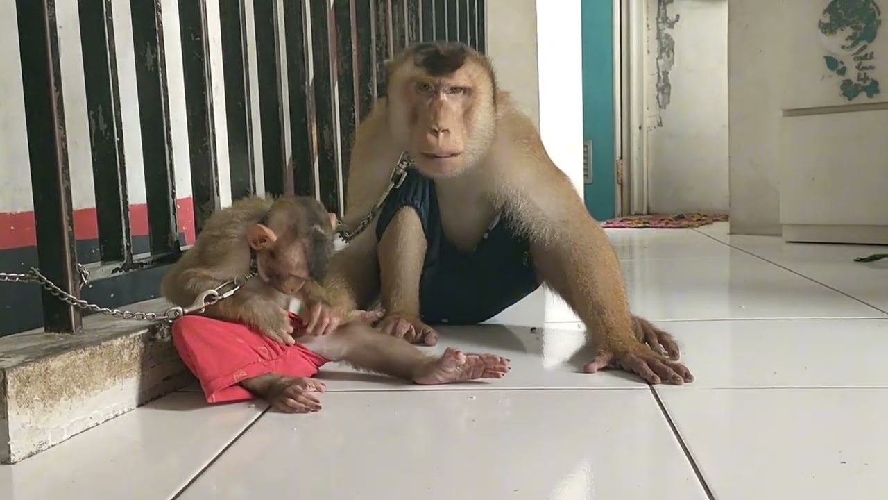 VIRAL!!! THE BEST MOMENT LITTLE BABY & THE BIGGEST BERUK