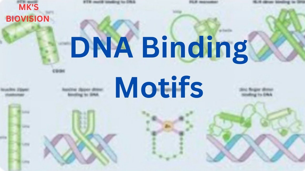 DNA Binding Motifs & Domain (part-1) - YouTube