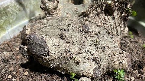 Báo giá công khai: cây duối 3 trăm ca đẹp quá & các cây cảnh Bonsai giá hợp lý lh :0989253016