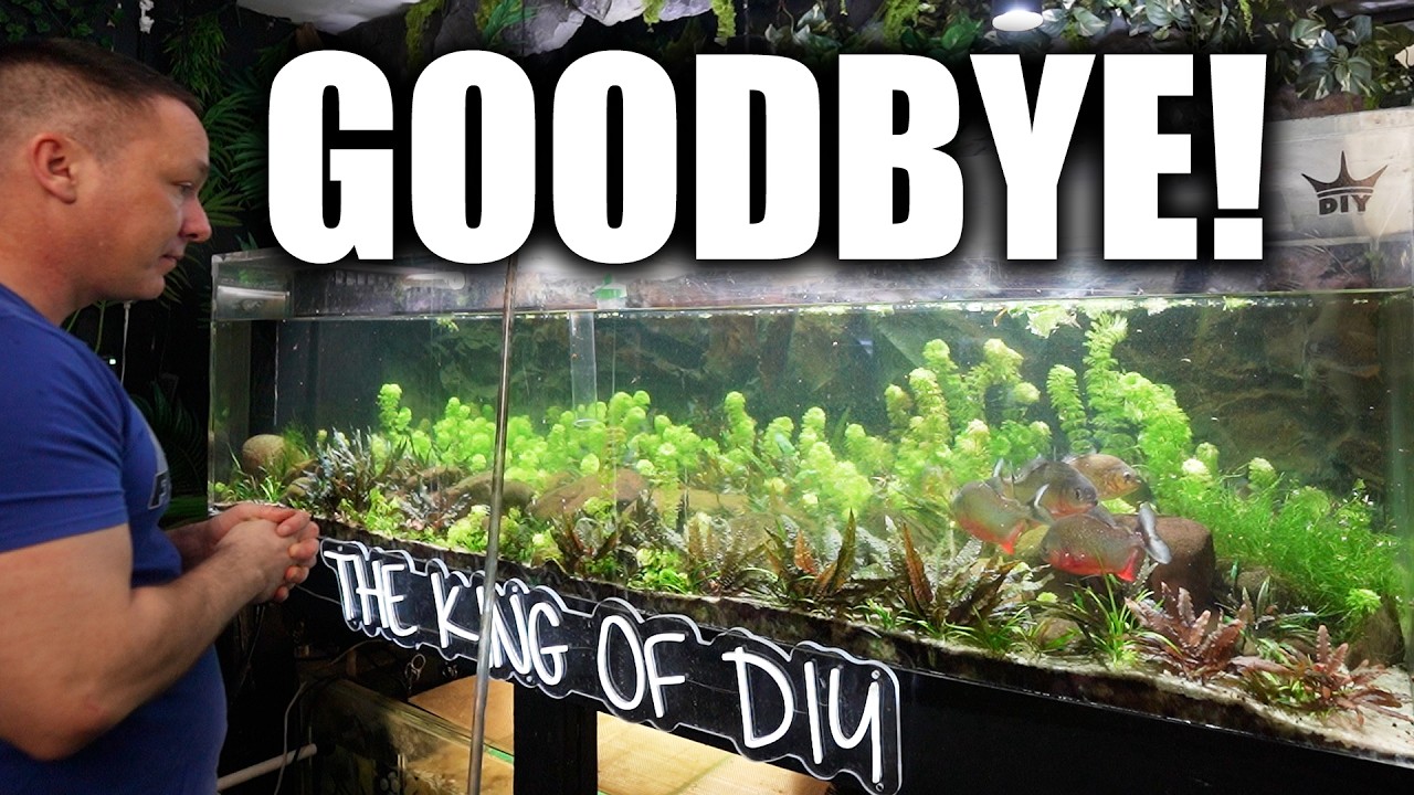 Saying Goodbye to the Piranha Tank… (But It’s Not What You Think!)