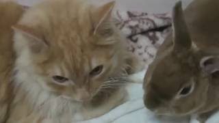 КРОЛИК В ШОКЕ//Он узнал про КОТА ТАКОЕ....//Фильм! КРОЛИК В ШОКЕ//Он узнал про КОТА ТАКОЕ....//Фильм!