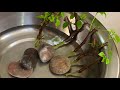 Bougainvillea propagation the EPIC way, in WATER || Rarely done 😱 Want to know WHY, please watch on