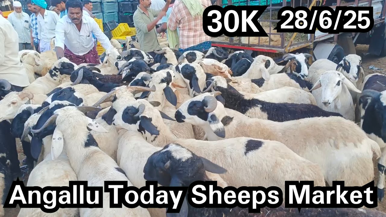 Angallu Today Sheeps Market 🐐🐐🐑🐏 - YouTube