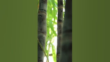 Intercropping in Sugarcane