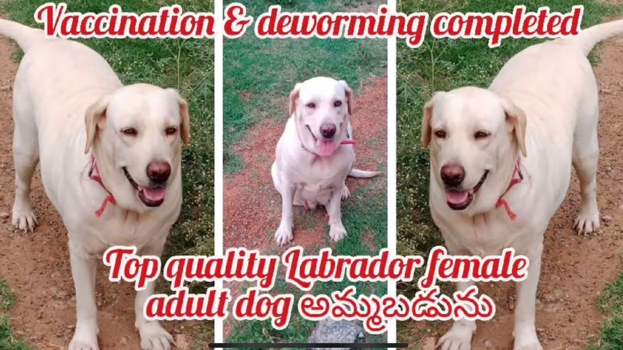 Labrador adult dog for sale9491469981gunturdog market in guntur