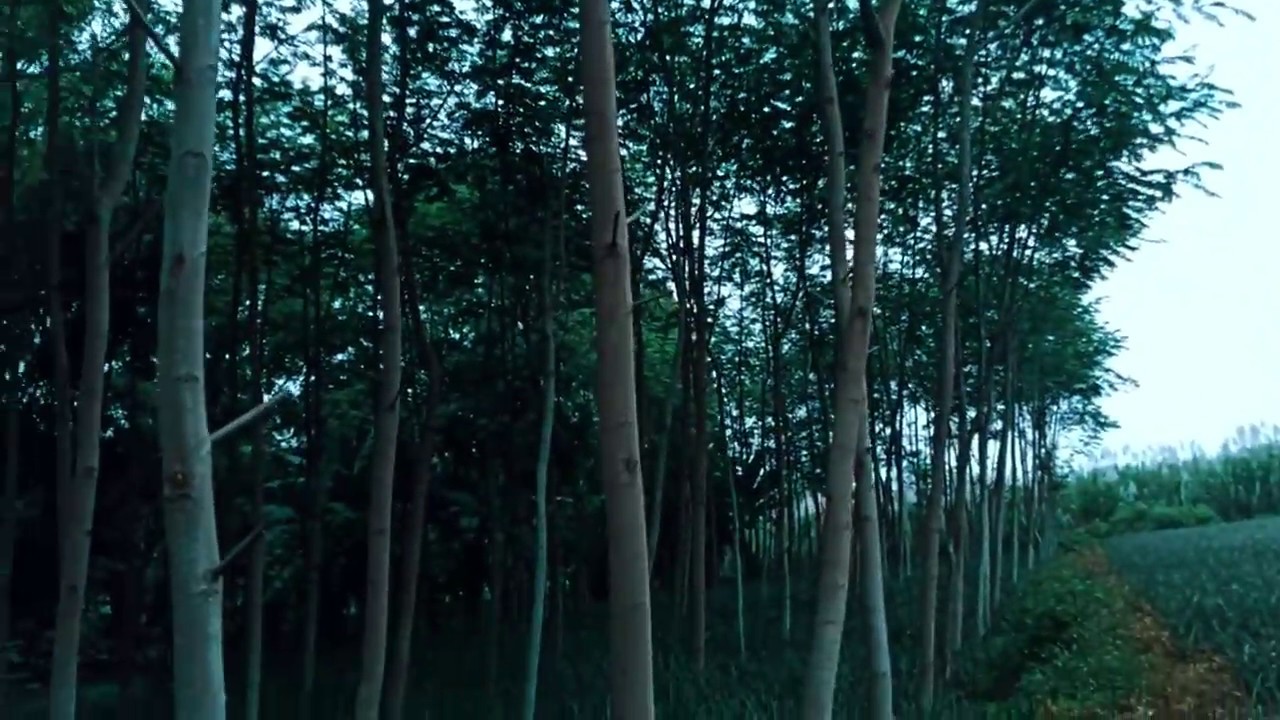 RAHASIA SENGON UMUR  SATU SETENGAH TAHUN SUDAH BESAR