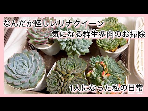 多肉植物]なんだか怪しいリナクイーンと楽して室内で群生多肉のお掃除