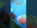 Emu Life Day 24 - Baby Ostrich swimming with children #shorts