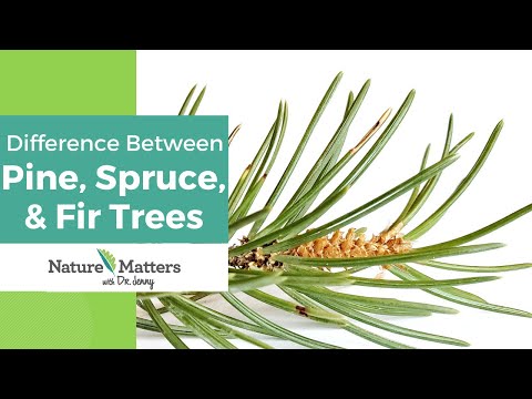 Video: Spruce adalah pohon kami