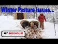 Issues with over-wintering pigs