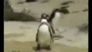 Friday(penguin) vs Monday(polar bear)