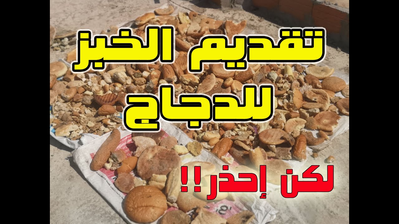 تربية الدجاج البياض _ الطريقة الصحيحة لتقديم الخبز للدجاج ومع تحذير مهم