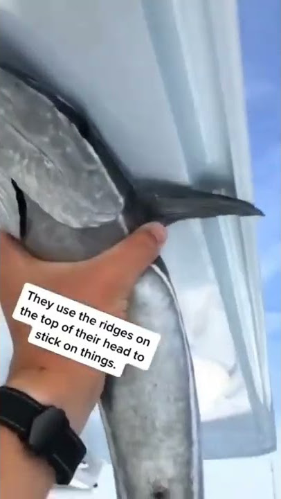 remora the shark suckers fish #shorts #fishes #sharksucker