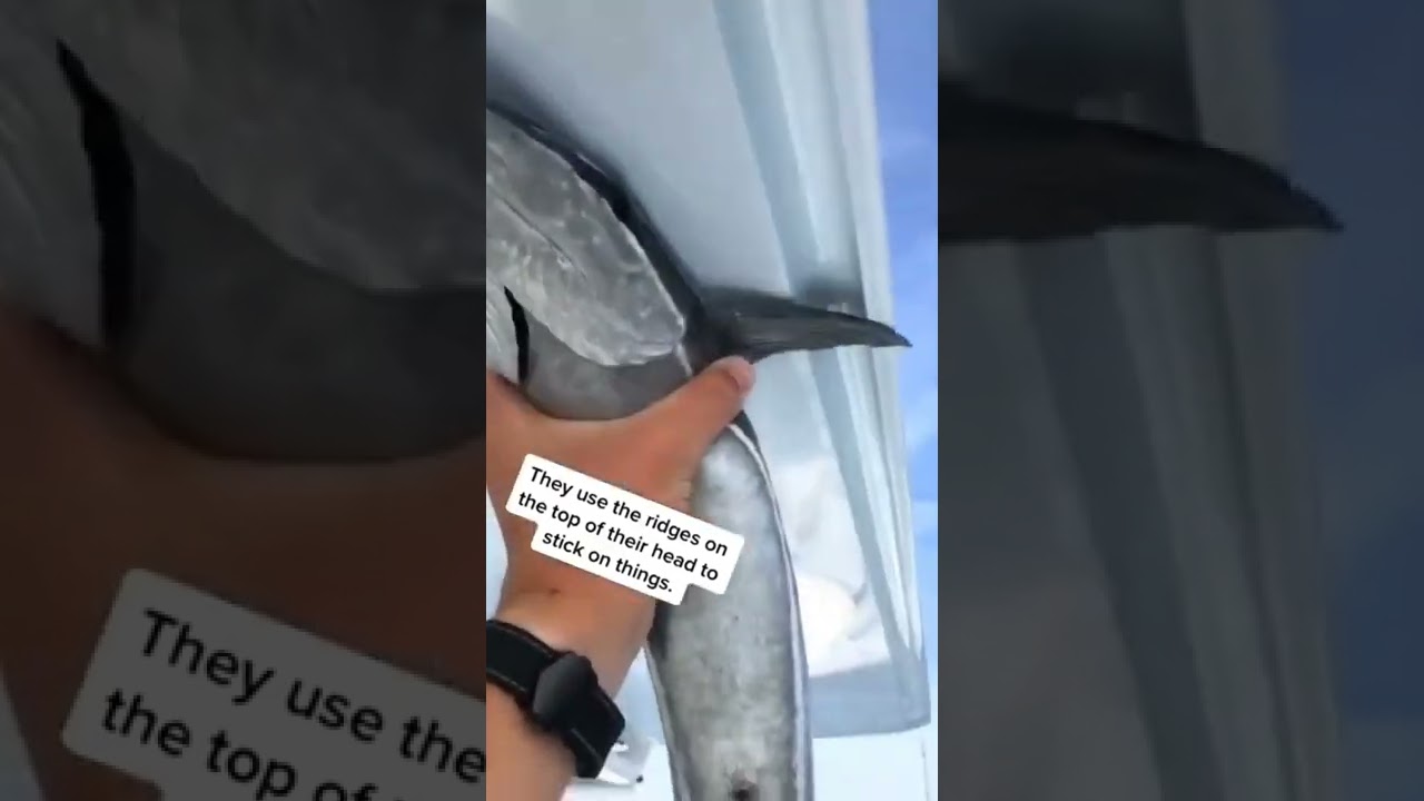 remora the shark suckers fish 