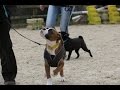 Wellington - Boxer Puppy - 4 Week Residential Dog Training At Adolescent Dogs