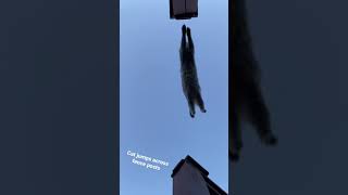 Cat jumps across fence posts slow mo