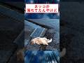 ネッコが落ちてたんだけど #shorts #2ch #ねこ