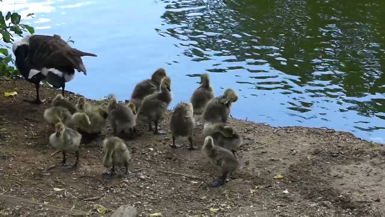 Bigger Canada Goslings at the Lake