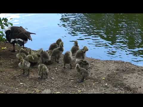 Bigger Canada Goslings at the Lake
