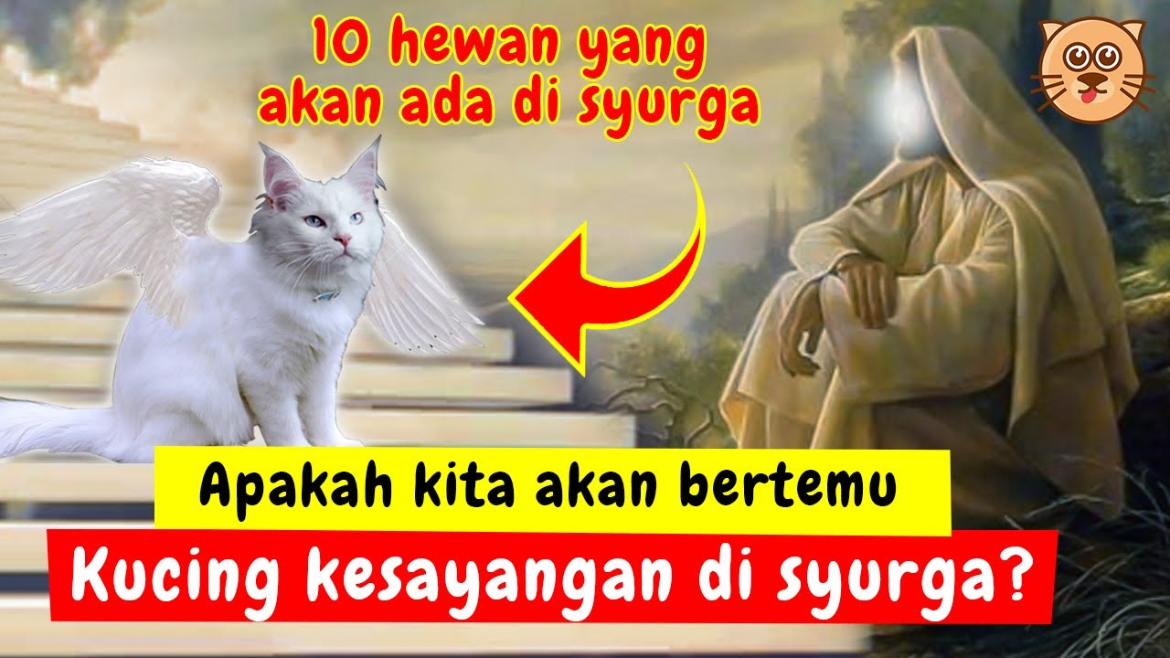 Kenapa kucing tidak masuk surga